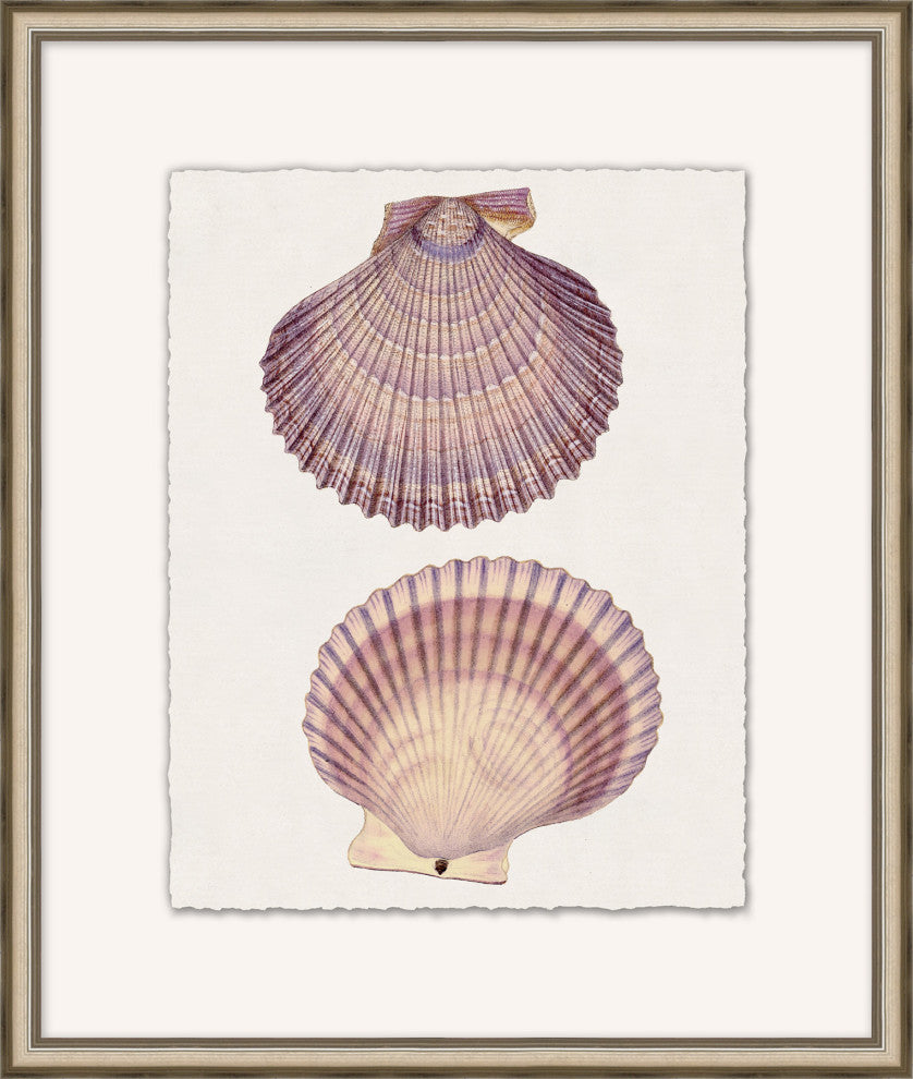 Mauve Shell Study 4, Giclee Reproduction Artwork