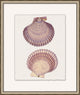 Mauve Shell Study 4, Giclee Reproduction Artwork