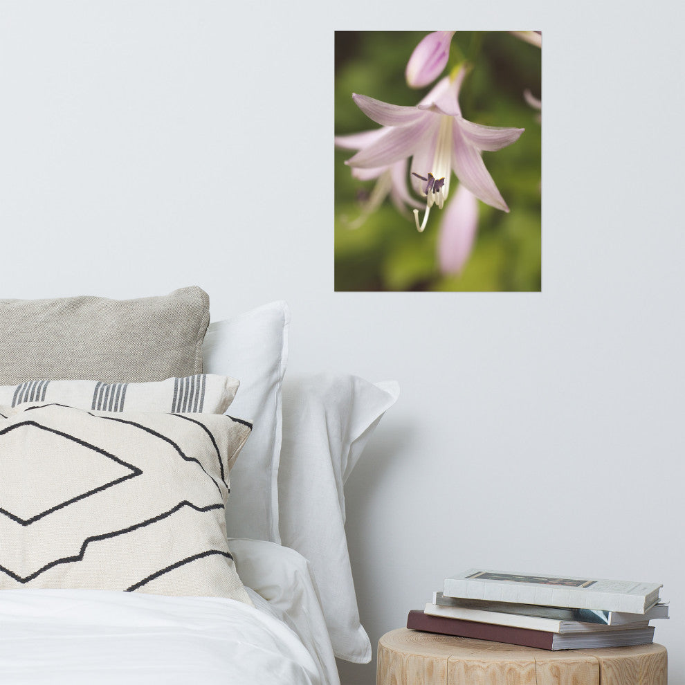 Softened Hosta Bloom Nature Photography, Floral Unframed Wall Art Print, 16" X 20"