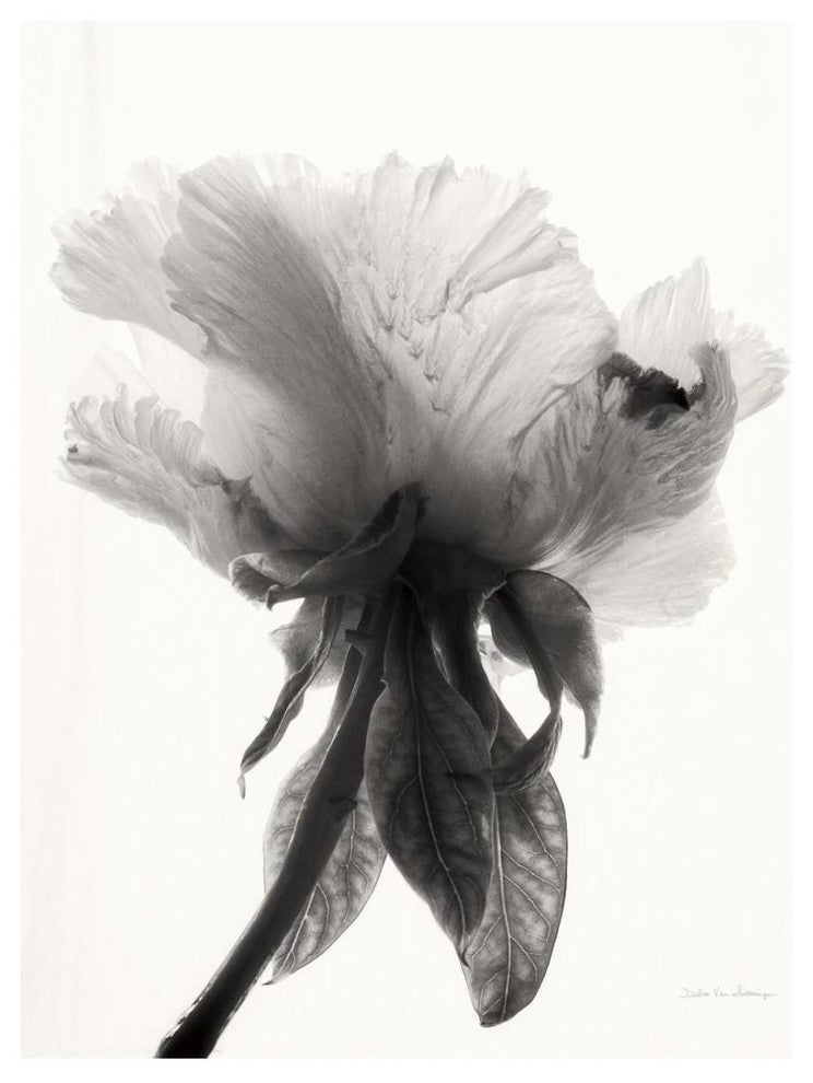 "Translucent Peony VII - BW" Paper Print by Debra Van Swearingen, 22"x26"