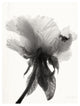 "Translucent Peony VII - BW" Paper Print by Debra Van Swearingen, 22"x26"