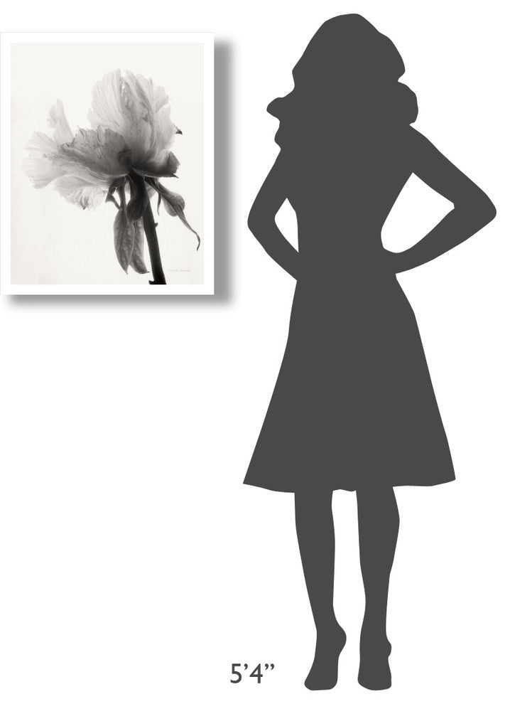 "Translucent Peony VIII - BW" Paper Print by Debra Van Swearingen, 22"x26"