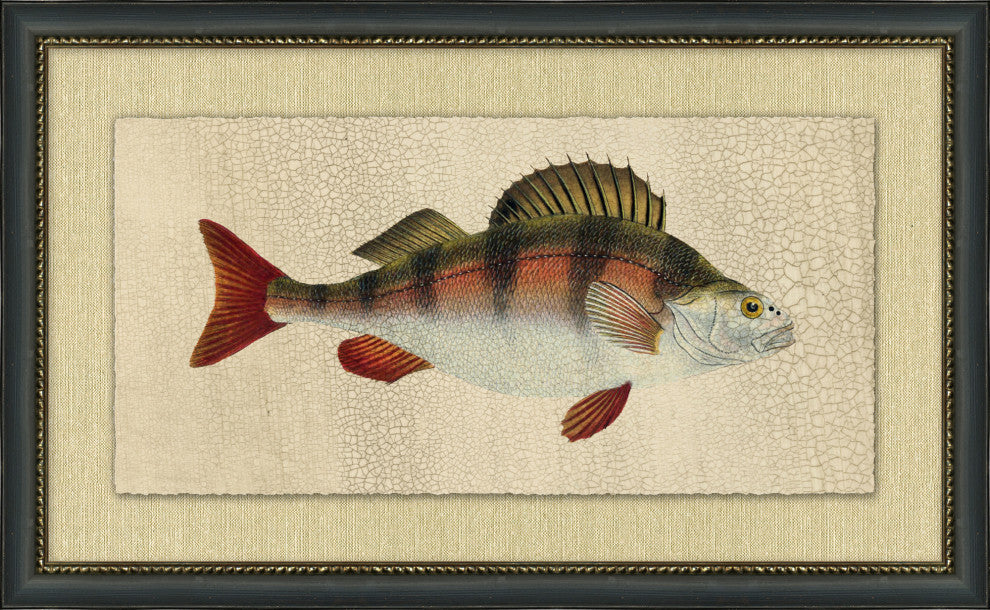 Fish Study 4, Giclee Reproduction Artwork