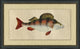 Fish Study 4, Giclee Reproduction Artwork