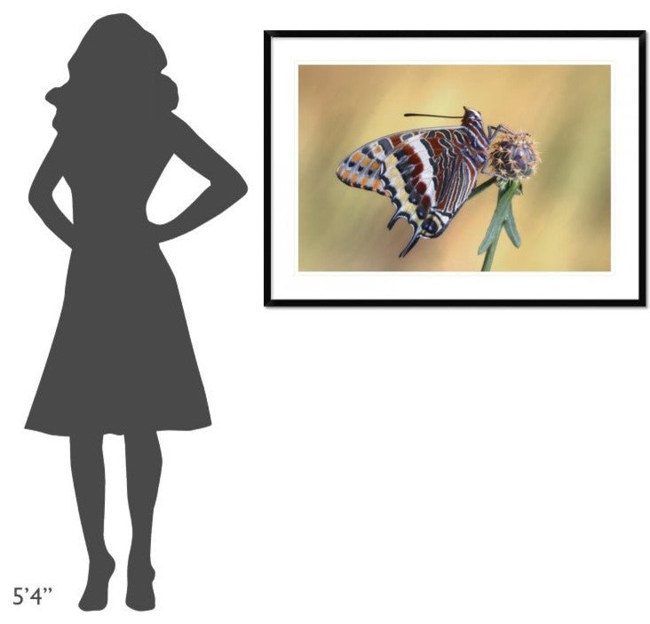 "La Mariposa Del Madroa" Framed Digital Print by Jimmy Hoffman, 44x32"