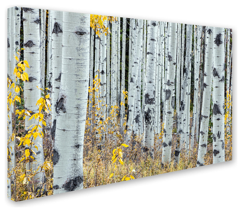Pierre Leclerc 'Forest Of Aspens' Canvas Art, 47x30