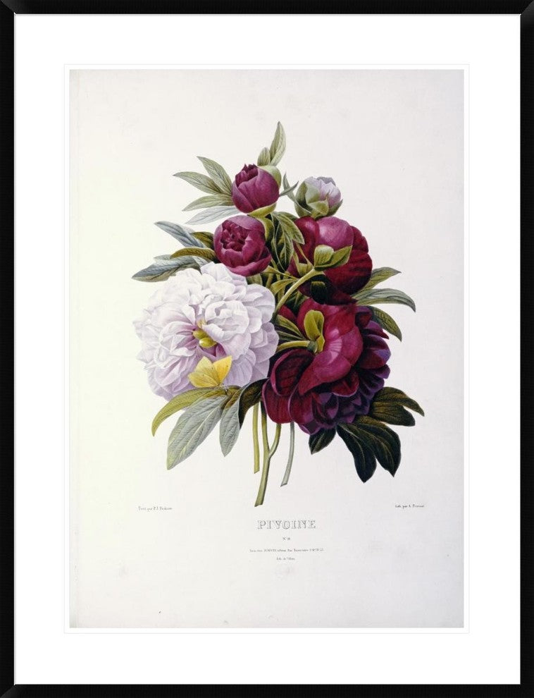 "Peonies" Framed Digital Print by Pierre Joseph Redoute, 29x38"