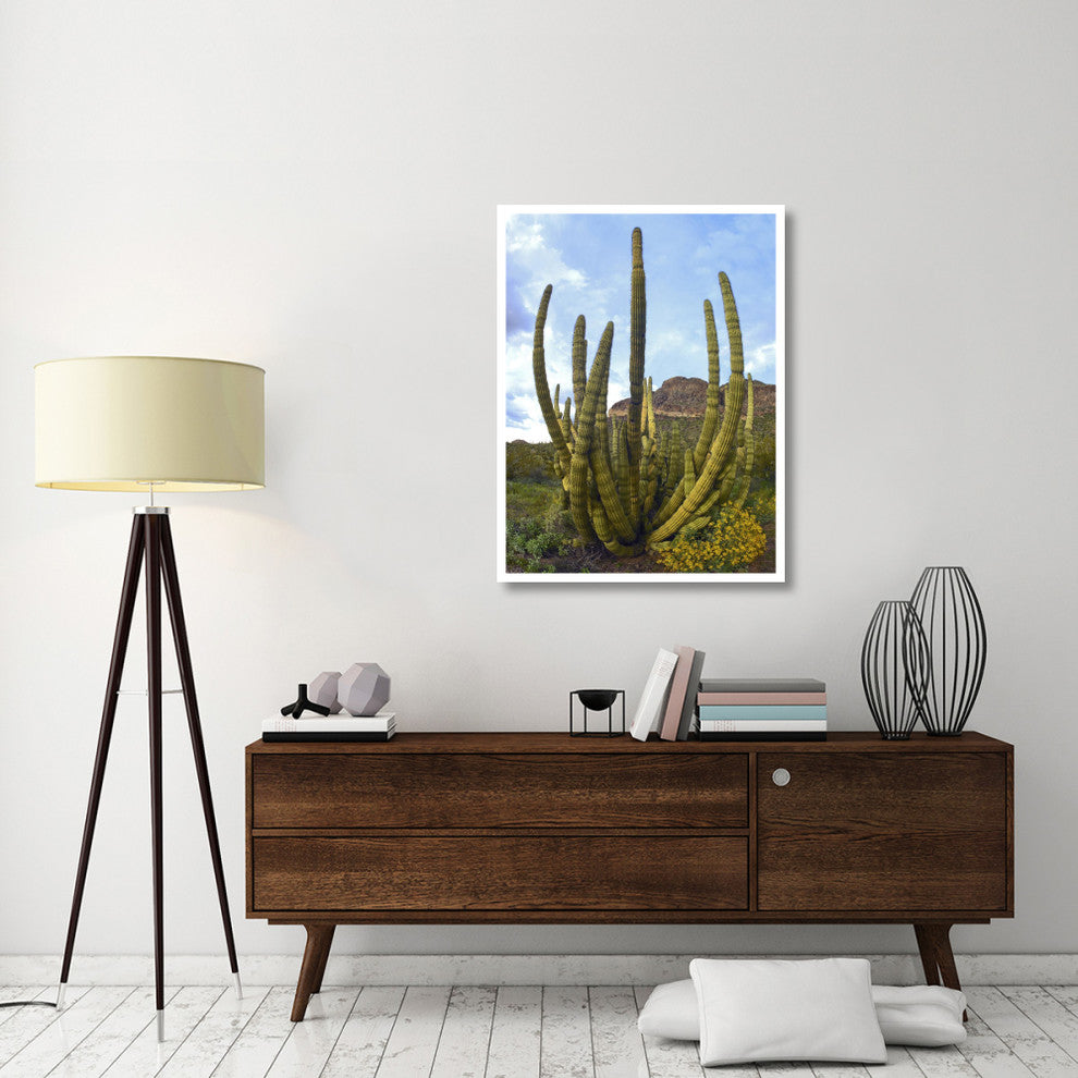 "Organ Pipe Cactus Arizona" Digital Paper Print by Tim Fitzharris, 32"x42"
