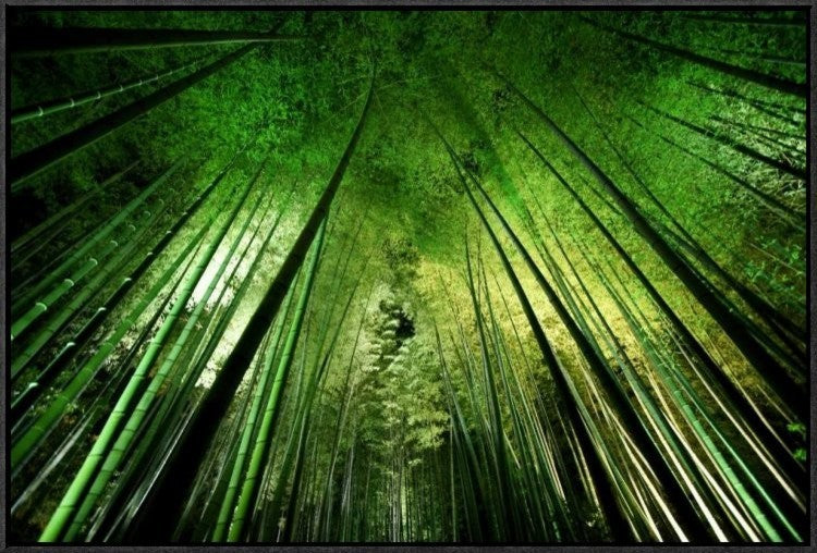 "Bamboo Night" Framed Canvas Giclee by Takeshi Marumoto, 31x21"