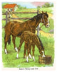 Such a Thirst Colt - Gallery Wrapped Canvas Art 28" x 42"