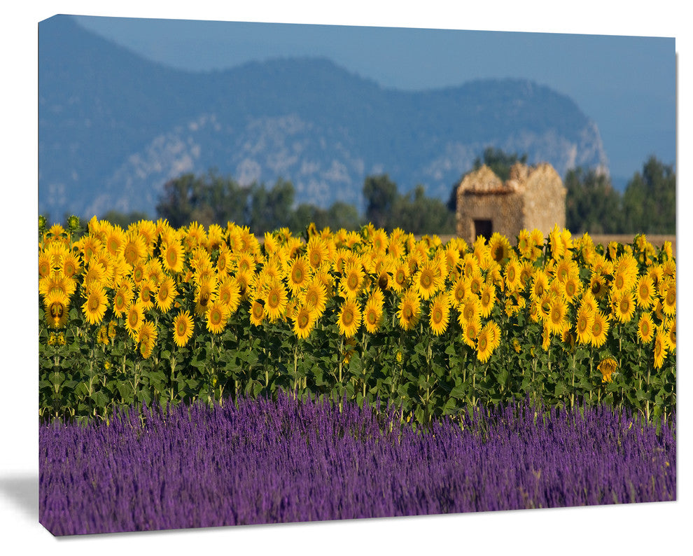 Lavender and Sunflower in Provence, Floral Canvas Art print, 40"x30"