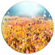 Little Mountain Flowers On Sunny Day, Flower Round Wall Art, 11"