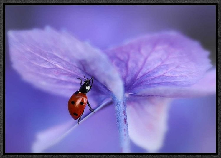 "Ladybird On Purple Hydrangea" Framed Canvas Giclee by Ellen Van Deelen, 17x12"