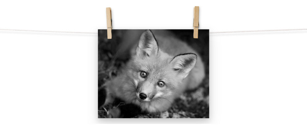 Young Red Fox Face Black & White Animal Wildlife Photograph Loose Wall Art Print, 8" X 10"