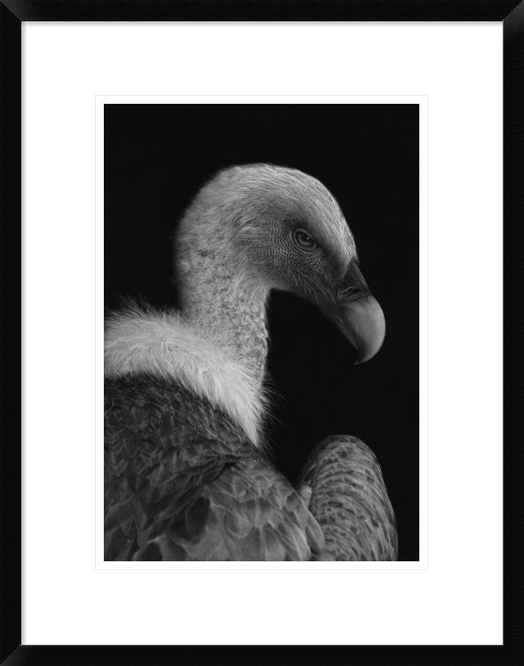 "Majestic" Framed Digital Print by Jimmy Hoffman, 20"x26"