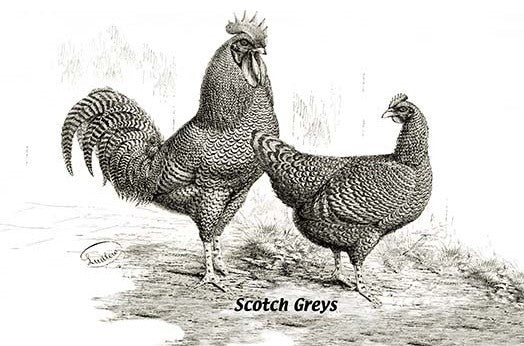Scotch Greys- Gallery Wrapped Canvas Art 28" x 42"