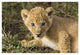 "African Lion 5 week old cub, vulnerable, Masai Mara Reserve" Paper Art, 50"x34"