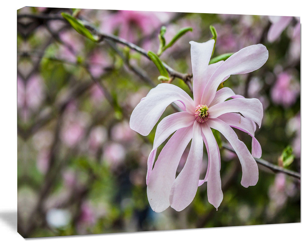 Beautiful Magnolia Flowers, Large Floral Canvas Art Print, 40"x30"