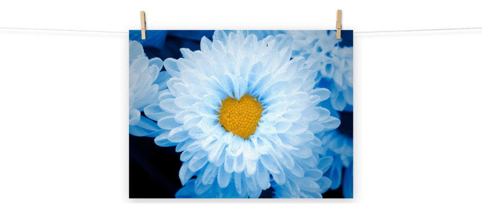 Blue Tinted Chrysanthemums Floral Nature Photo Loose Wall Art Print, 18" X 24"