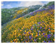 "California Poppym Desert Bluebell, Santa Ana Mountains" Paper Art, 34"x26"