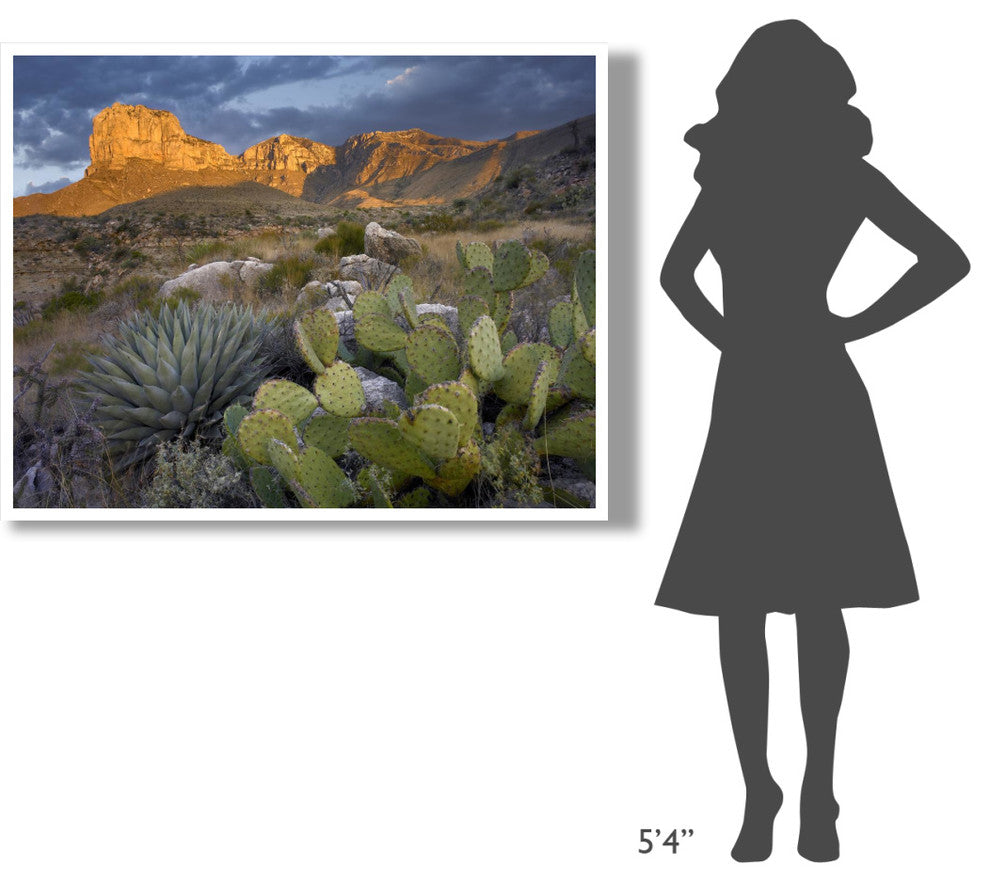 "Opuntia cactus and Agave, Guadalupe Mountains National Park" Paper Art, 50"x38"