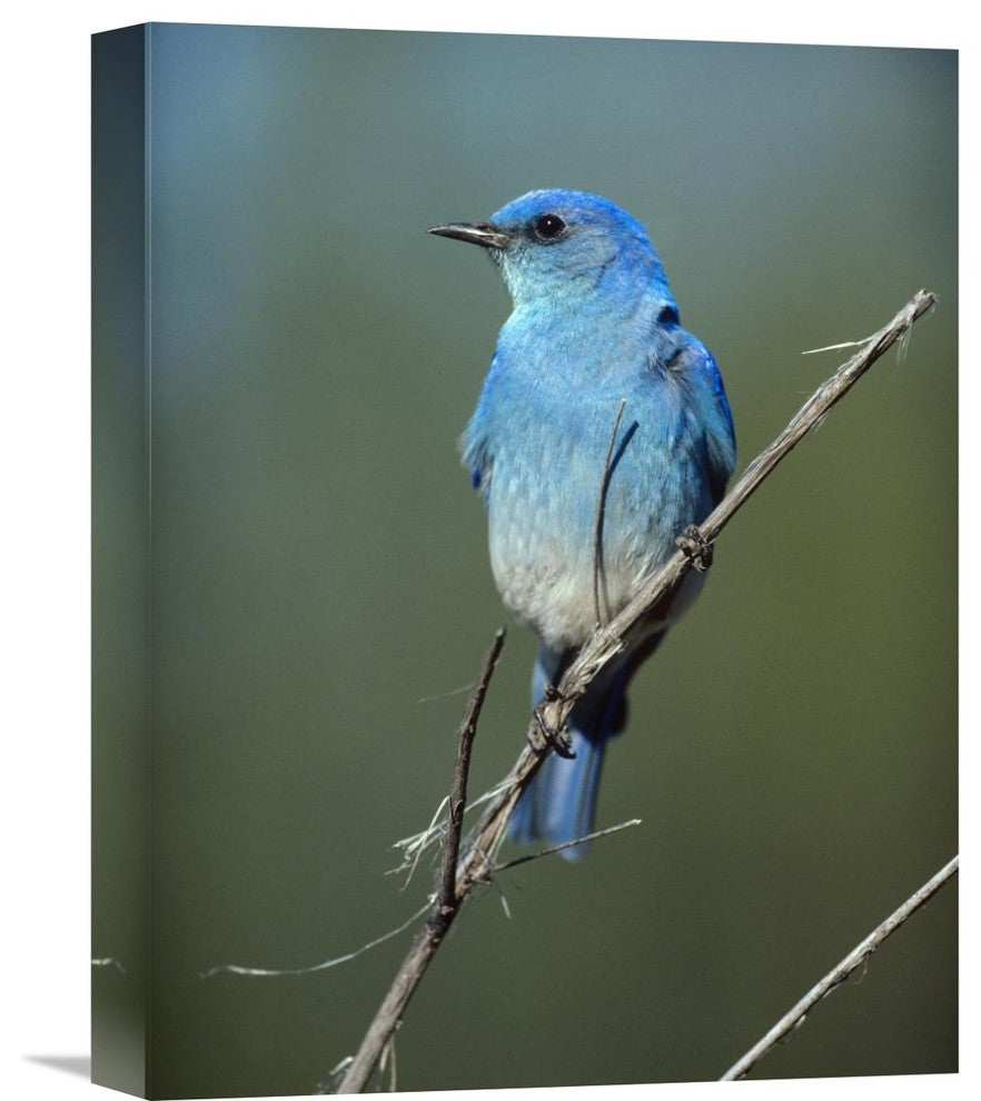 "Mountain Bluebird Perching On Twig, North America" Artwork, 12" x 16"