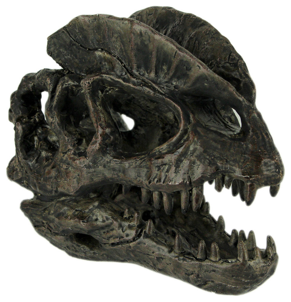 Dilophosaurus Dinosaur Head Fossil Statue Small