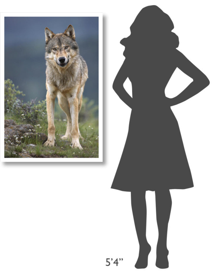 "Gray Wolf North America" Digital Paper Print by Tim Fitzharris, 26"x38"