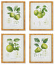Fruit Study, Set of 4
