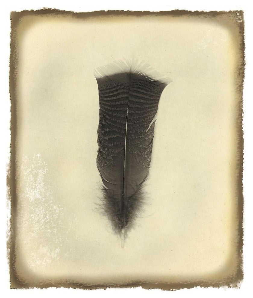 "Feather III Vintage" Digital Paper Print by Debra Van Swearingen, 32"x38"