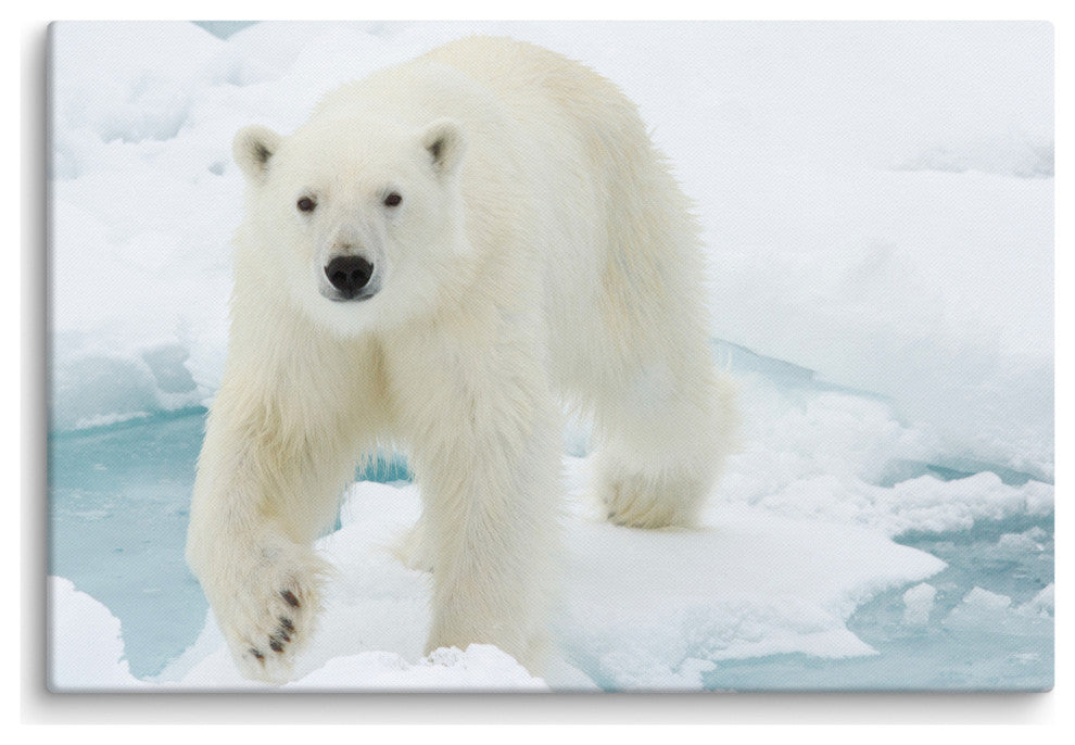 Giant White Polar Bear Walking On Icy Lake Wildlife Photo Canvas Wall Art Print, 24" X 36"