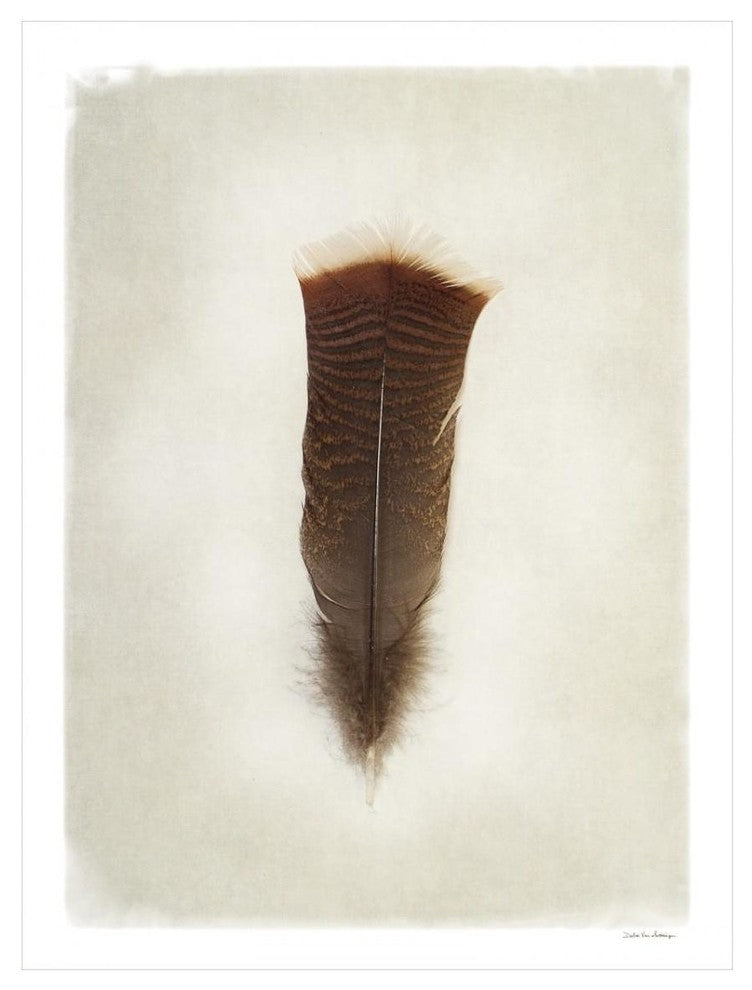 "Feather III" Digital Paper Print by Debra Van Swearingen, 26"x34"