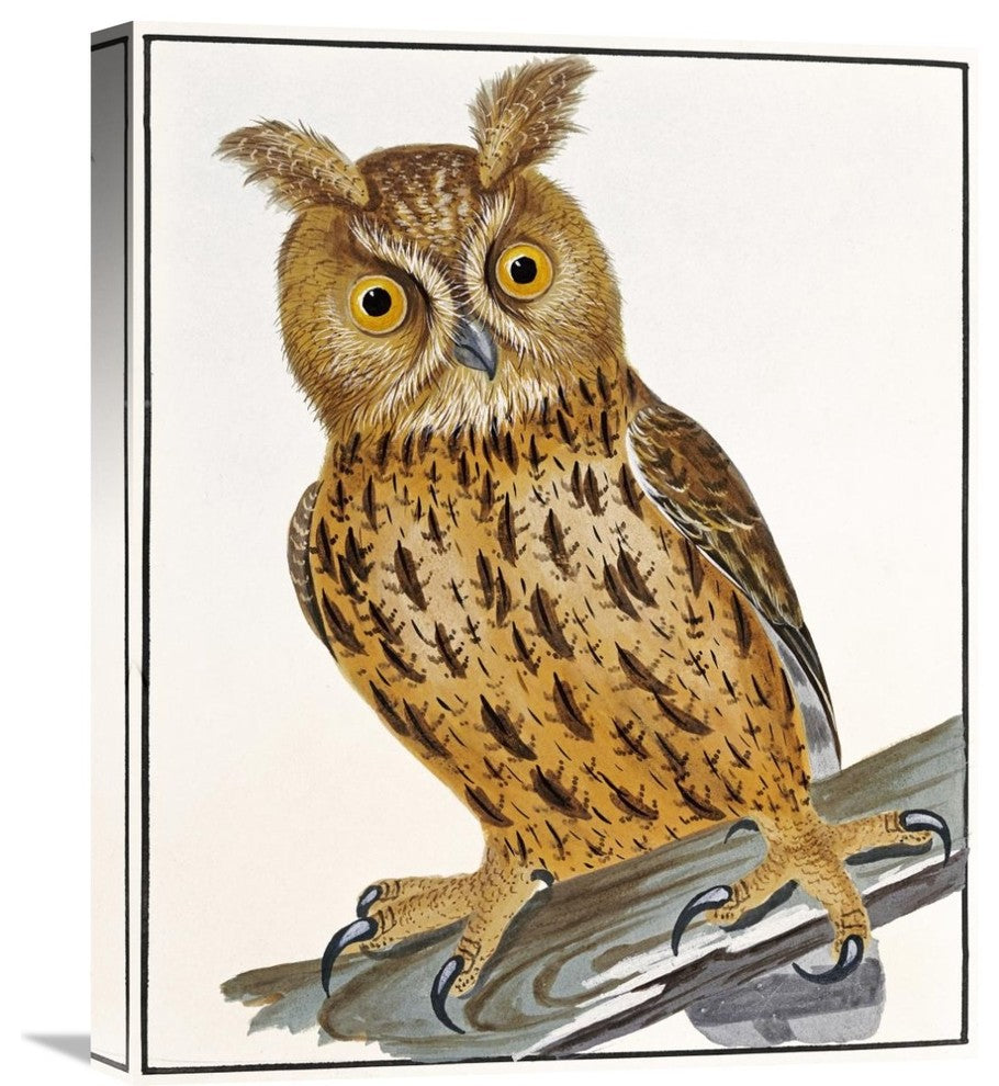 "Owl" Stretched Canvas Giclee by William Lewin, 18"x22"