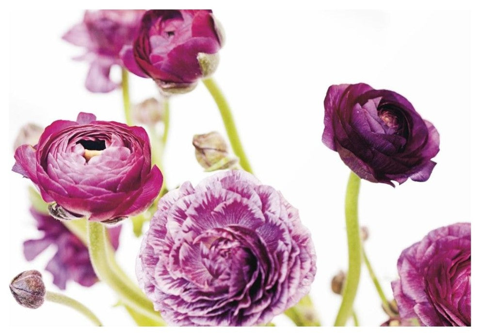 "Spring Ranunculus IV" Digital Paper Print by Laura Marshall, 20"x14"