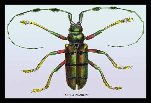 Beetle: Lamia Tricincta #1- Canvas Poster 20" x 30"