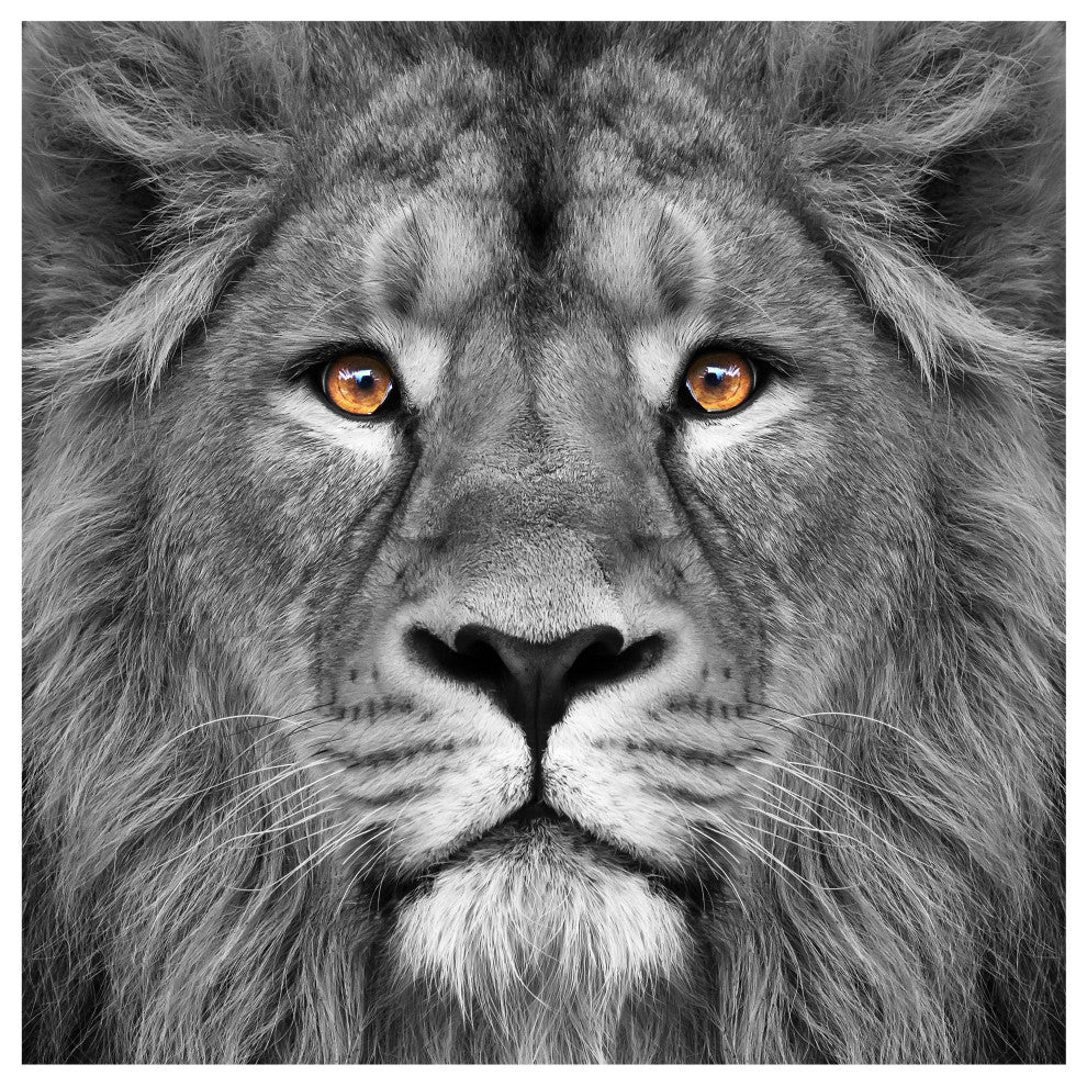 "King of the Jungle" Lion Wall Art Unframed Free Floating Tempered Glass 38 x 38
