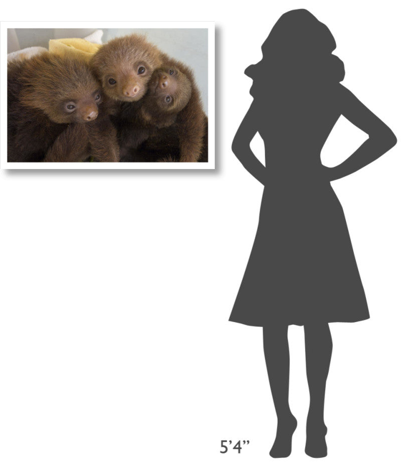 "Hoffmann's 2-toed Sloth babies, Aviarios Sloth Sanctuary" Paper Art, 32"x22"