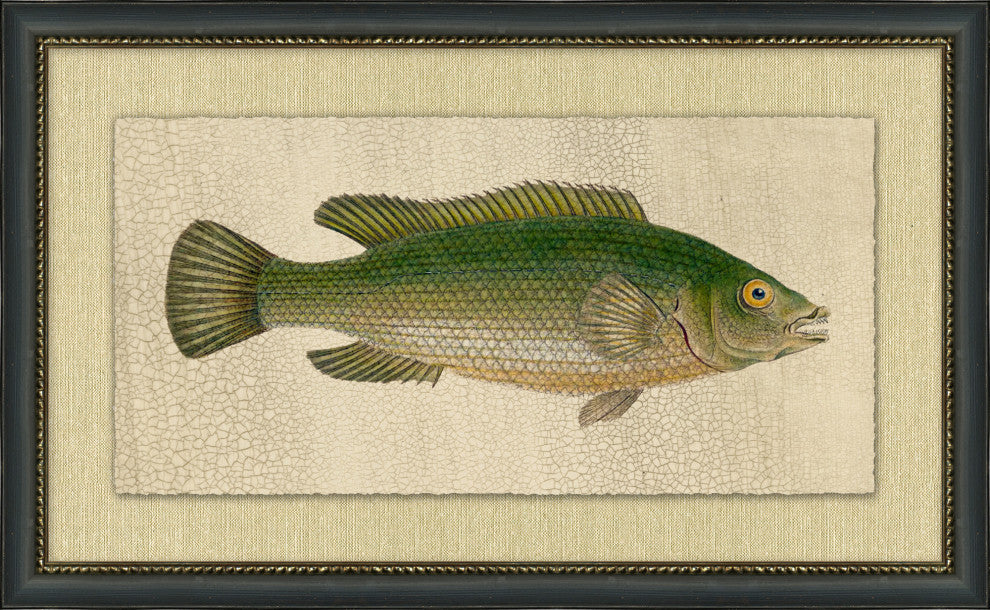 Fish Study 1, Giclee Reproduction Artwork