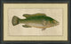 Fish Study 1, Giclee Reproduction Artwork