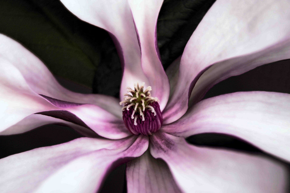 "Intimate Bloom" Painting Print on Canvas by Robertson