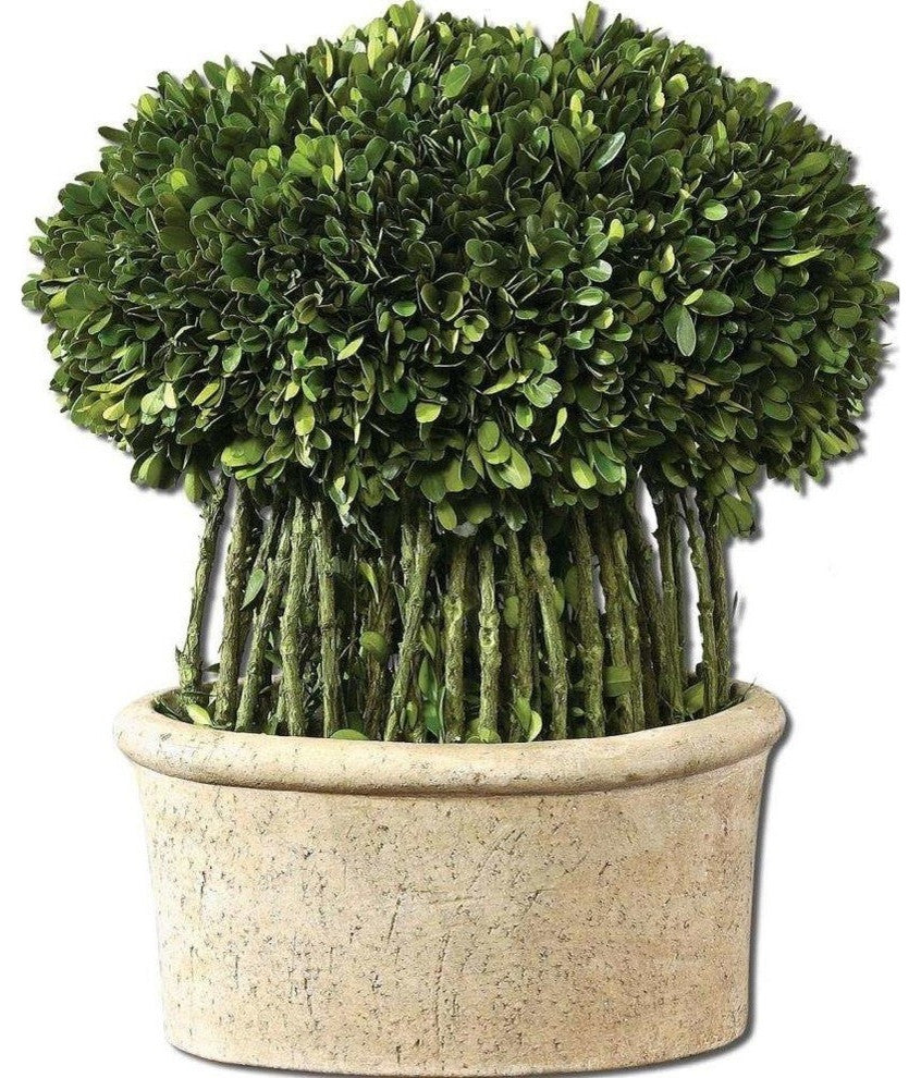 Uttermost Willow Topiary Preserved Boxwood