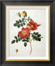 "Rosa Eglanteria (Punicea)"  by Pierre Joseph Redoute, 19x22"
