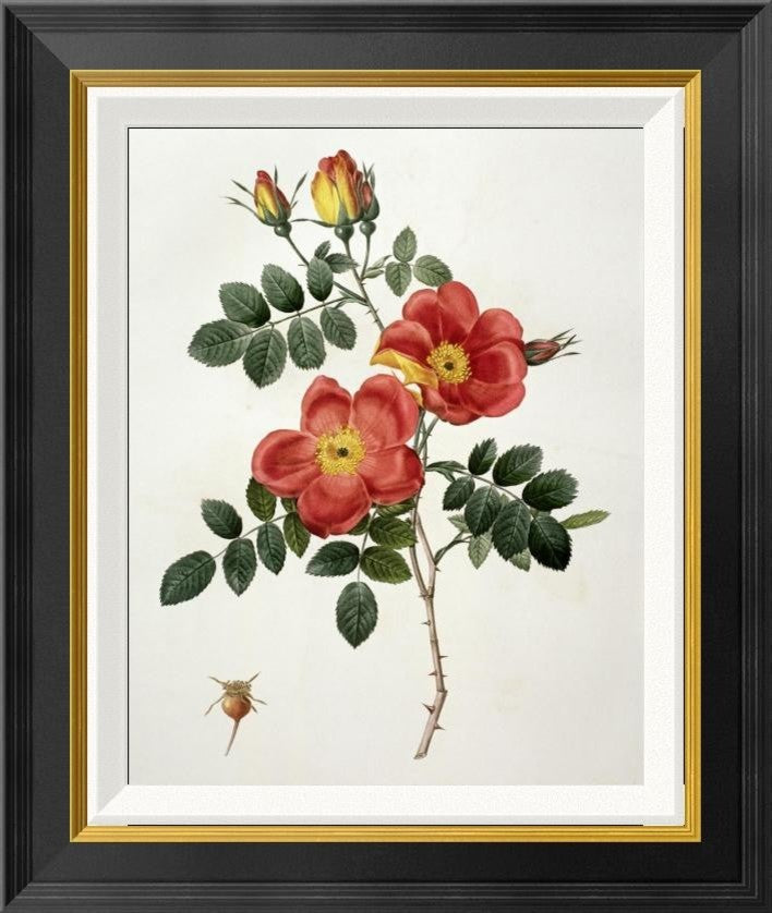 "Rosa Eglanteria (Punicea)"  by Pierre Joseph Redoute, 19x22"