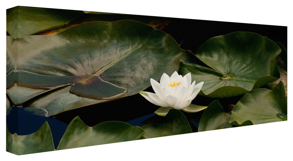 'Zen Lily' Canvas Art by Kurt Shaffer