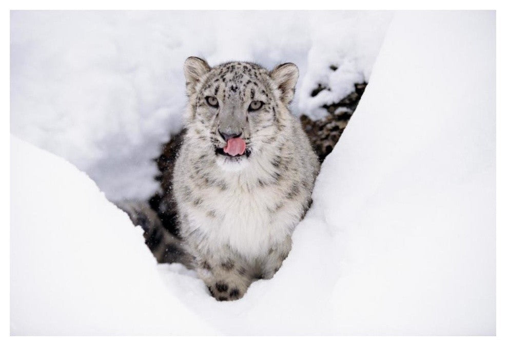 "Snow Leopard adult portrait in snow" Paper Print by Tim Fitzharris, 20"x14"