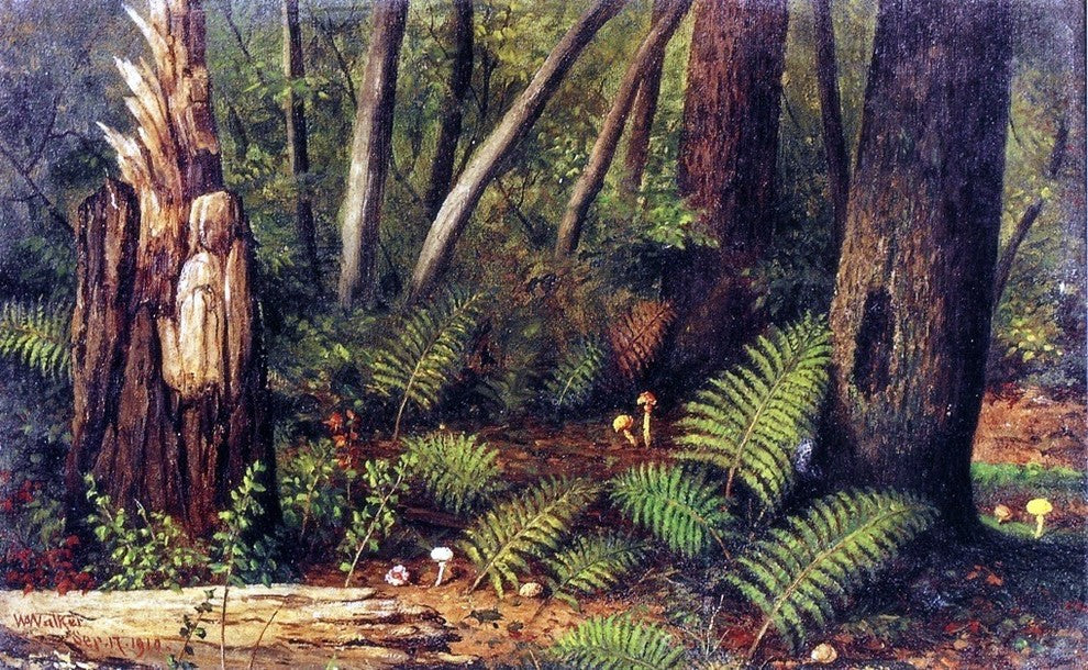 William Aiken Walker Forest With Ferns and Mushrooms Wall Decal