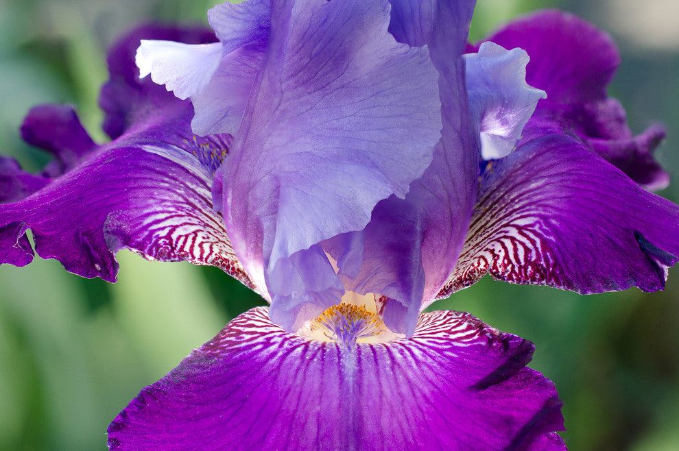 Glowing Iris Nature Photography, Floral Unframed Wall Art Print, 12" X 18"