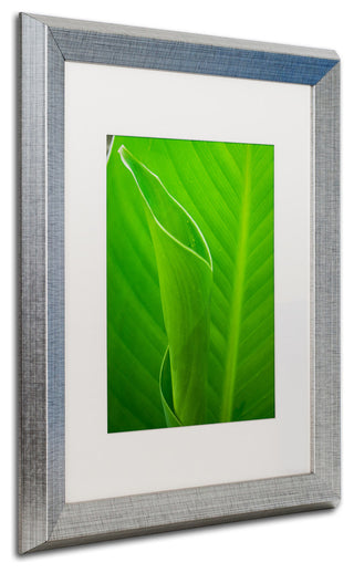 PIPA Fine Art 'Leaves Canna Lily' Matted Framed Art, 20x16
