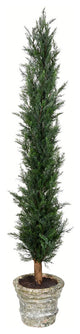 60" Potted Cedar Tree