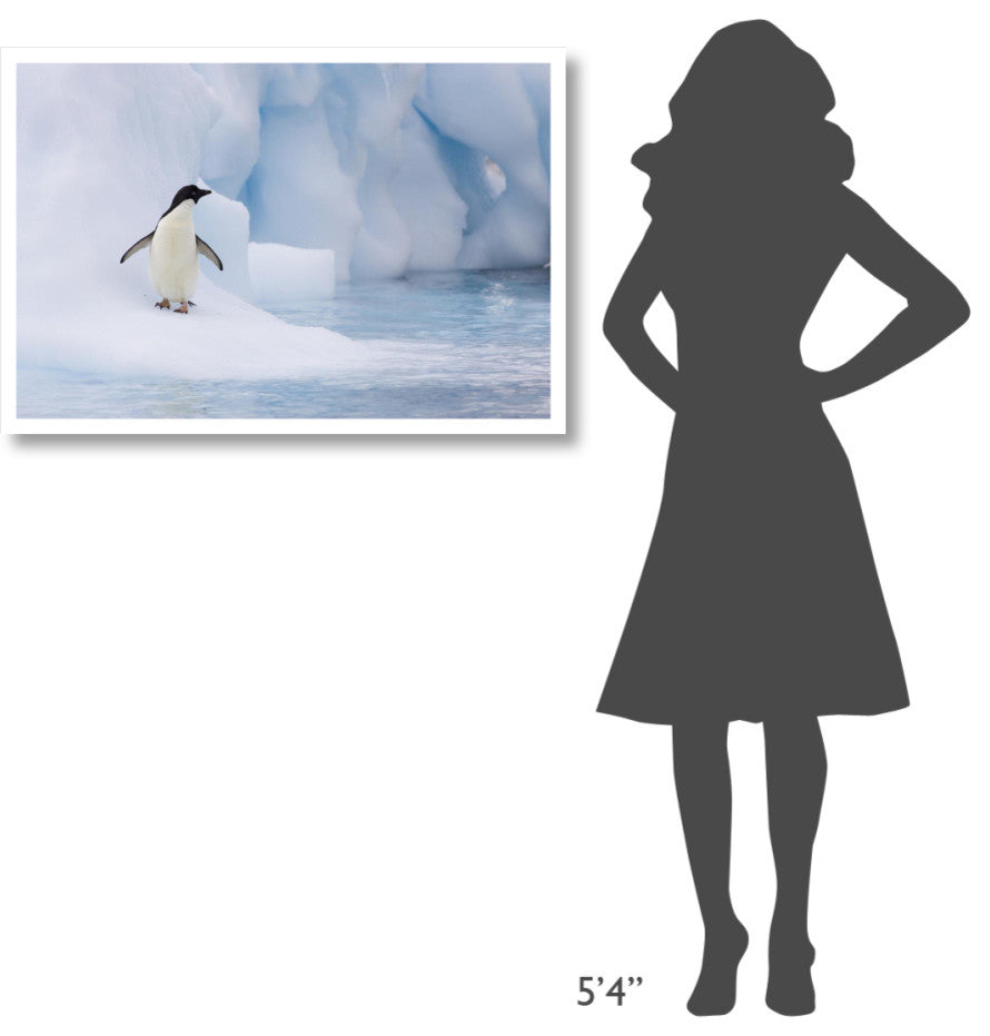 "Adelie Penguin on melting iceberg, Paulet Island" Paper Art, 38"x26"